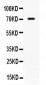 Anti-IL7R/CD127 Picoband Antibody