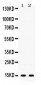 Anti-ISG15 Picoband Antibody