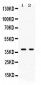 Anti-Galectin-4 Picoband Antibody