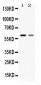 Anti-EAAT1 Picoband Antibody