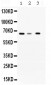 Anti-WDR1 Picoband Antibody