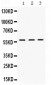 Anti-XIAP Picoband Antibody