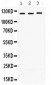 Anti-CRM1 Picoband Antibody