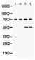 Anti-YAP1 Picoband Antibody