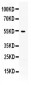 Anti-AEBP2 Picoband Antibody