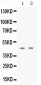 Anti-APOBEC3G Picoband Antibody