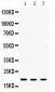 Anti-ARF6 Picoband Antibody