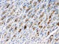 Anti-TCP1 beta Picoband Antibody