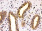 Anti-TCP1 theta Picoband Antibody