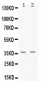 Anti-Cdk6 Picoband Antibody