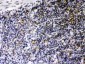 Anti-CIITA Picoband Antibody
