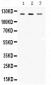 Anti-CIITA Picoband Antibody