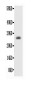 Anti-human BCL-2 Antibody