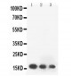 Anti-human FGF2 Antibody