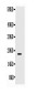 Anti-SCF Antibody