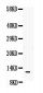 Anti-MIF Antibody