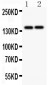 Anti-Collagen III Antibody