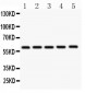 Anti-CBS Antibody