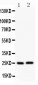 Anti-Claudin 2 Antibody