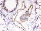 Anti-SERCA2 ATPase Antibody