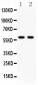 Anti-KAT13A/SRC1 Antibody