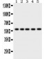 Anti-Occludin Antibody