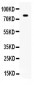 Anti-SP1 Antibody