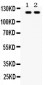 Anti-TLR8 Antibody