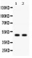 Anti-JNK2 Antibody