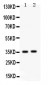 Anti-Fos B Antibody