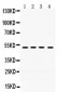 Anti-KIM1 Antibody