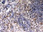 Anti-PU.1/Spi1 Antibody