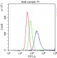 Anti-CD30L Antibody