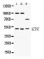 Anti-AZIN2 Picoband Antibody