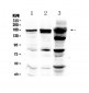 Anti-EGFR Picoband Antibody