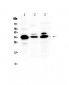 Anti-IL-1 beta Picoband Antibody