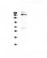Anti-Dnmt1 Picoband Antibody