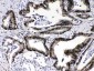 Anti-Ran Picoband Antibody