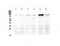 Anti-DDX58 Picoband Antibody