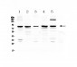 Anti-CARS Picoband Antibody