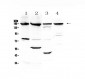Anti-ErbB 4 Picoband Antibody