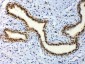 Anti-ETV6/Tel Picoband Antibody