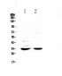 Anti-ERCC1 Picoband Antibody