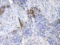 Anti-IL17 Picoband Antibody