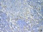 Anti-IL17 Picoband Antibody