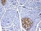 Anti-IL17 Picoband Antibody