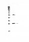 Anti-IL17 Picoband Antibody