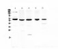 Anti-TRAF3 Picoband Antibody