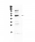 Anti-EPO Receptor Picoband Antibody