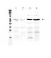 Anti-PPAR gamma Picoband Antibody